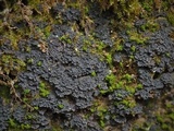 Scytinium subtile image