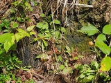 Scytinium subtile image