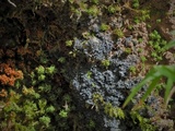Scytinium subtile image