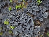 Scytinium subtile image