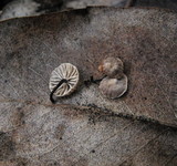 Micromphale arbuticola image
