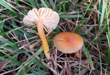 Hygrocybe laeta var. laeta image