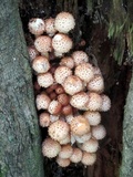 Pholiota squarrosoides image