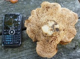 Hydnum subolympicum image