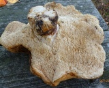 Hydnum subolympicum image