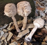 Chlorophyllum rachodes image
