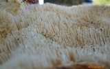 Hydnum subolympicum image