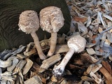 Chlorophyllum rachodes image