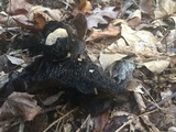Asterophora lycoperdoides image