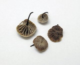 Micromphale arbuticola image