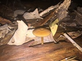 Callistosporium luteo-olivaceum image