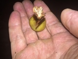 Callistosporium luteo-olivaceum image