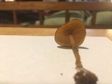Callistosporium luteo-olivaceum image