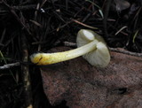Pluteus romellii image