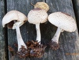 Agaricus vinosobrunneofumidus image