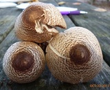Agaricus vinosobrunneofumidus image