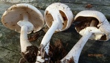 Agaricus vinosobrunneofumidus image