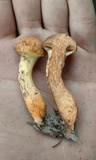 Suillus decipiens image