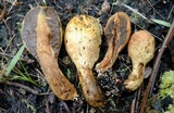 Rhopalogaster transversarium image