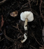 Rhodocollybia butyracea image