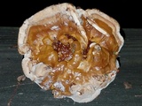 Ganoderma sessile image