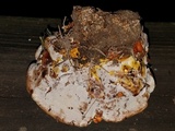 Ganoderma sessile image