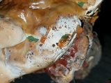 Ganoderma sessile image