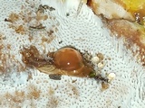 Ganoderma sessile image