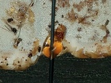 Ganoderma sessile image