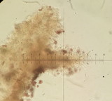 Galerina sahleri image