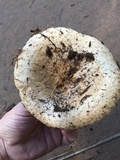 Lactarius resimus image