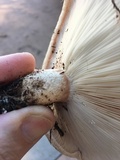 Lactarius resimus image
