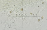 Galerina sahleri image