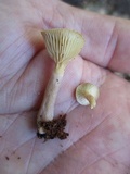 Pseudoarmillariella ectypoides image