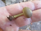 Callistosporium luteo-olivaceum image