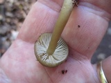 Callistosporium luteo-olivaceum image