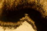 Bulgariella pulla image