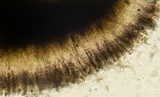 Bulgariella pulla image
