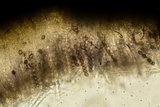 Bulgariella pulla image