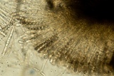 Bulgariella pulla image
