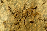 Bulgariella pulla image