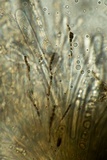Bulgariella pulla image