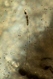 Bulgariella pulla image