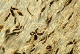 Bulgariella pulla image