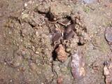 Helvella compressa image