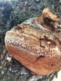 Phellinus everhartii image