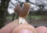 Helvella compressa image