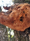 Phellinus everhartii image