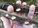 Crepidotus crocophyllus image