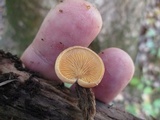 Crepidotus crocophyllus image